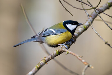 Great Tit on a Branch