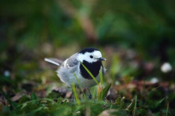 Selective focus shot of a white wagtail bird perched on a grassy field