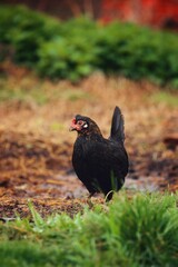 Vertical selective focus shot of a black chicken perched on a farm field