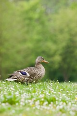 Selective focus shot of a brown mallard duck on a wildflower field
