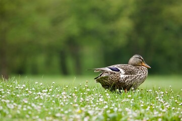 Selective focus shot of a brown mallard duck on a wildflower field