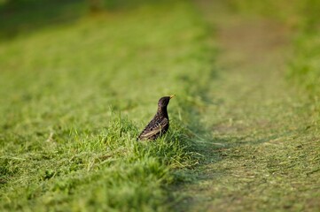 Selective focus shot of a starling perched on a green grassy field