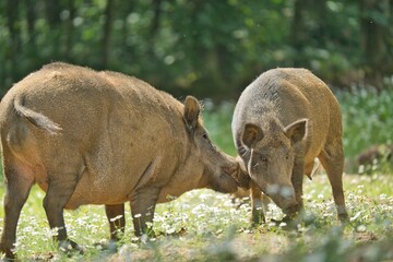 Fototapeta premium Closeup of two wild boars standing in a green field