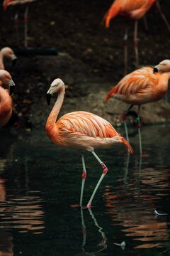 flamingos wading in the water and drinking from the pond