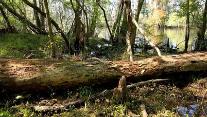 Natural low country swamp wetlands in low country South Carolina with cypress trees in dense forest in nature with wildlife and peaceful river under sunshine in Spring