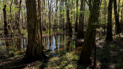 Obraz premium Natural low country swamp wetlands in low country South Carolina with cypress trees in dense forest in nature with wildlife and peaceful river under sunshine in Spring