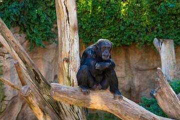 Pygmy chimpanzee sitting on a tree in the zoo, looking at the camera.
