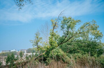 Lush green trees in the dried grassy area with residential buildings in the background