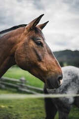 Obraz premium Beautiful bay horse in a lush, green meadow, attentively gazing off into the distance