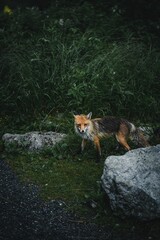 Majestic red fox in a lush forest, with lush vegetation in the background