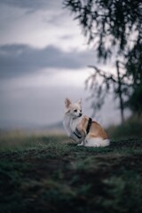 Solitary Chihuahua sitting on a lush grassy field, looking off into the distance