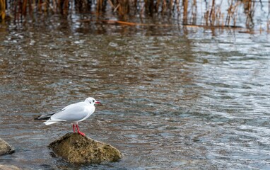 the seagull is standing on the small rock in the water