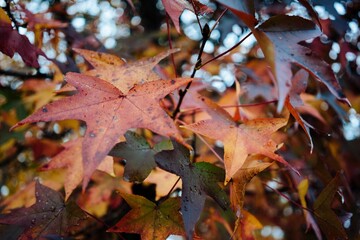 colorful leaves hanging from the tree at a park in autumn
