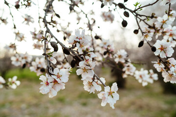 Closeup capturing the delicate flowers of a blossoming almond tree - obrazy, fototapety, plakaty
