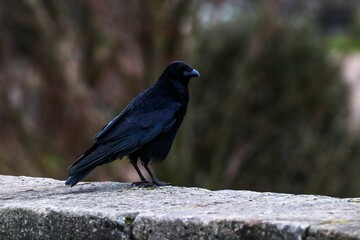 Black crow perched atop a rough stone ledge in an outdoor wooded area