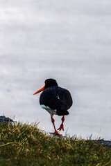 Vertical shot of a Eurasian oystercatcher bird perched on a grassy shore