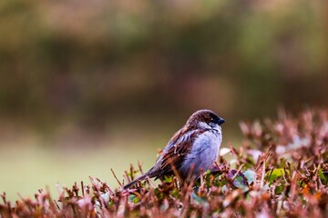 Closeup of a sparrow perched on grass