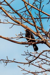 Vertical low angle shot of a common blackbird perched on a tree branch