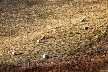 sheep are in the pasture grazing on grass and grass on a farm