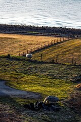 White sheep grazing on a lush green pasture near the ocean coastline
