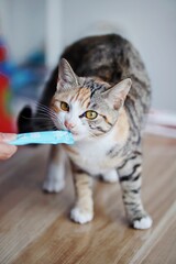 Gray and white tabby cat eating from a blue package