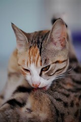 Close-up image of a domestic cat affectionately licking itself