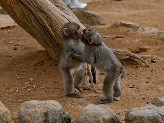 Primates embracing in a loving embrace, with the backdrop a dirt patch