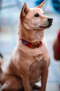 Vertical shot of a Korean Jindo dog, with tan fur coat