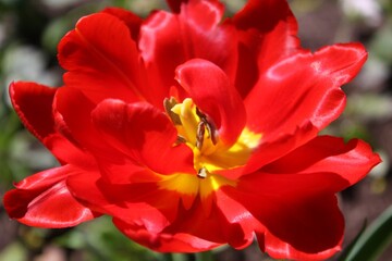 red flower in the garden 