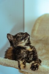 Adorable domestic tortoiseshell cat lying in the house with a blurry background
