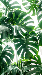 Close up of a tropical plant with lush leaves against a white background