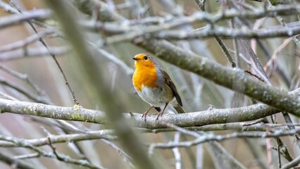 European Robin (Erithacus rubecula) perched on a leafless tree branch