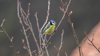 Blue tit perched atop a small tree