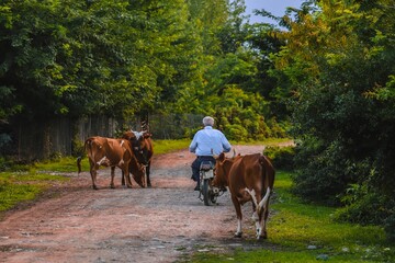 Man on a motorbike leading three cows down a dirt road in a forested area