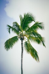 Fototapeta premium Scenic view of a vibrant green palm tree standing against a white cloud