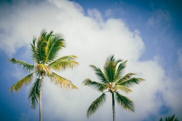 Landscape view of two vibrant green palm trees standing against a blue sky with white clouds