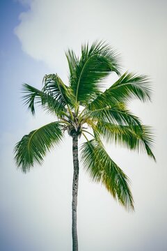 Scenic view of a vibrant green palm tree standing against a white cloud