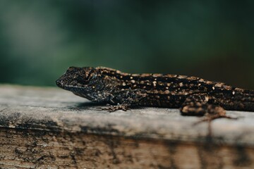 Close-up image of a brown lizard resting on a wooden surface against a lush green background