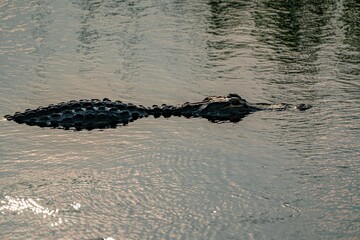 Large alligator basks in the tranquil, shallow waters of a serene lake