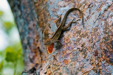Inquisitive brown anole lizard perched on a tree branch in its natural habitat