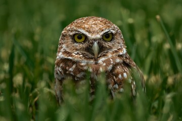 Majestic brown and white owl perched in a field of lush green grass