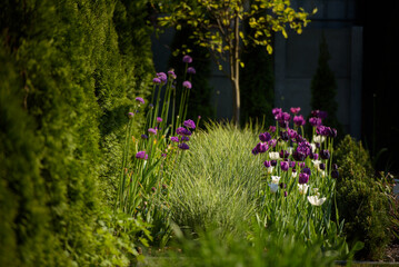 A flowerbed of tulips, grass and alliums - obrazy, fototapety, plakaty