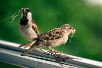 Closeup of vibrant Old World sparrows perched on a white surface with a blurry background