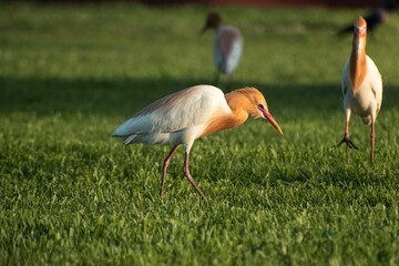 Closeup of a vibrant Cattle egret in a lush green with a blurry background