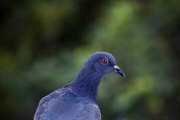 Closeup of a vibrant blue pigeon in a lush green with a blurry background