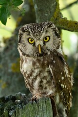Majestic owl perched on a tree branch, staring into the distance with its large, golden eyes