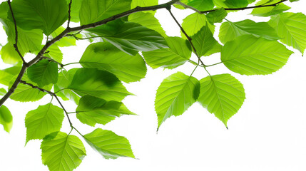A leafy branch with green leaves is shown against a white background. Concept of freshness and vitality, as the leaves are vibrant and full of life