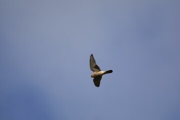 Common kestrel soaring in the blue sky.