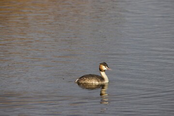 Great crested grebe floating in the tranquil body of water. Podiceps cristatus.