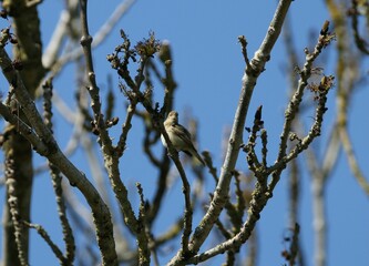 Willow warbler perched on a tree branch.